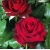 Róża wielkokwiatowa CZERWONA z doniczki art. 506D
